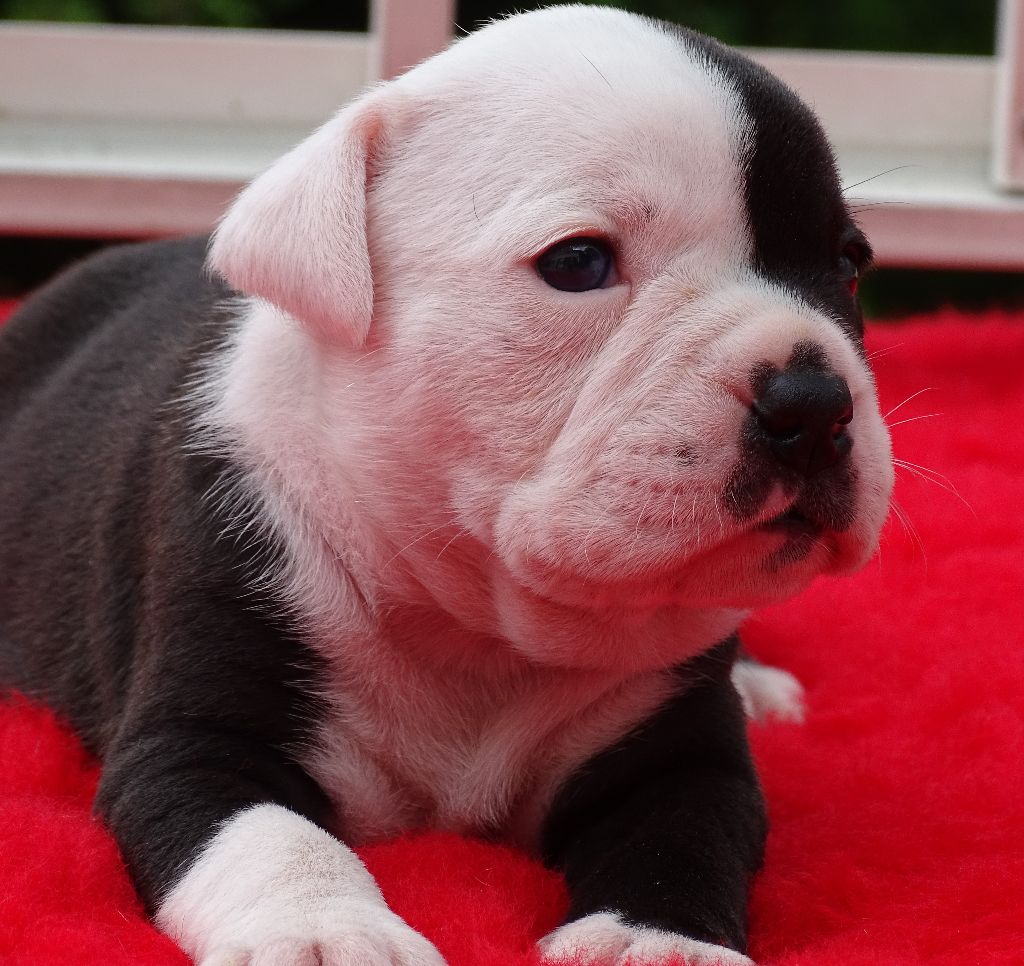 du Mont de l'Aigle - Chiots disponibles - Bulldog continental