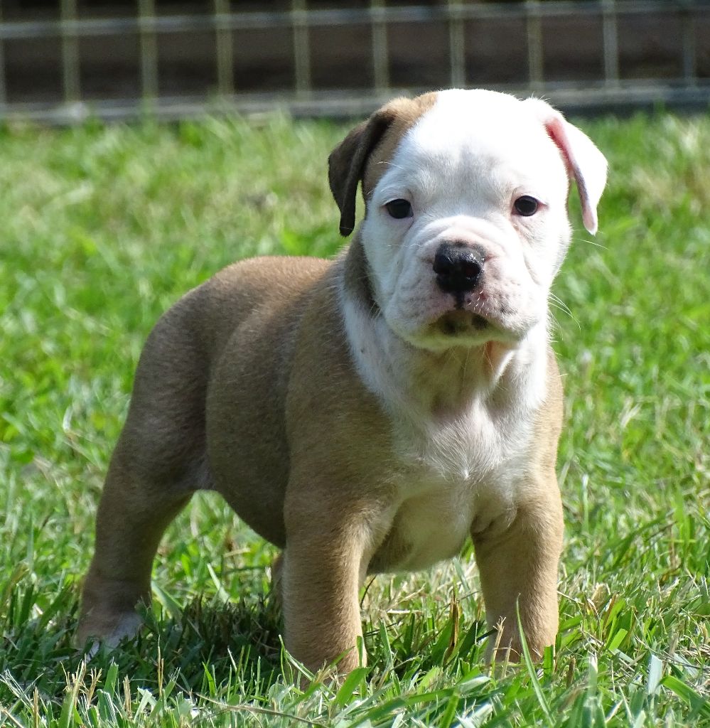 du Mont de l'Aigle - Chiots disponibles - Bulldog continental