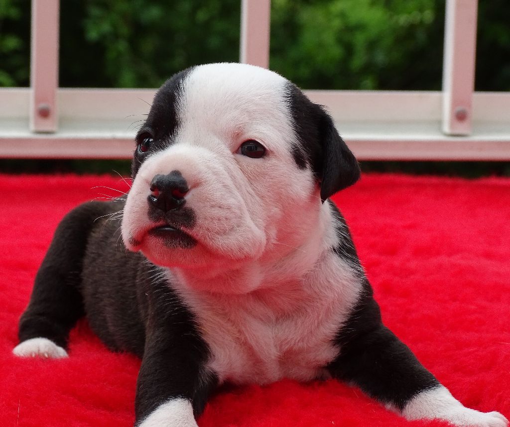 du Mont de l'Aigle - Chiots disponibles - Bulldog continental